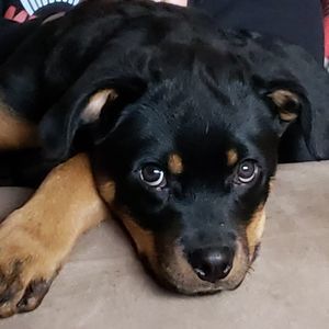 Meet your Posher, Joanne